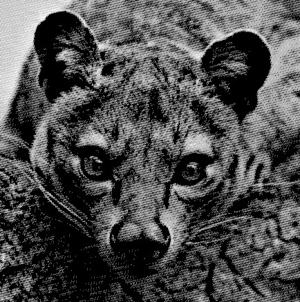 A black and white image of a fossa - a small cat-like animal.